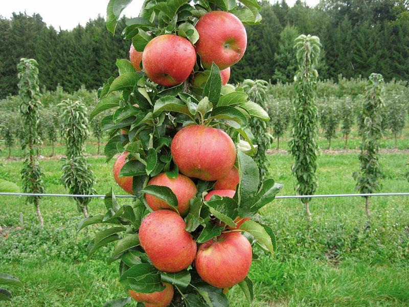 late variëteiten van zuilvormige appelbomen