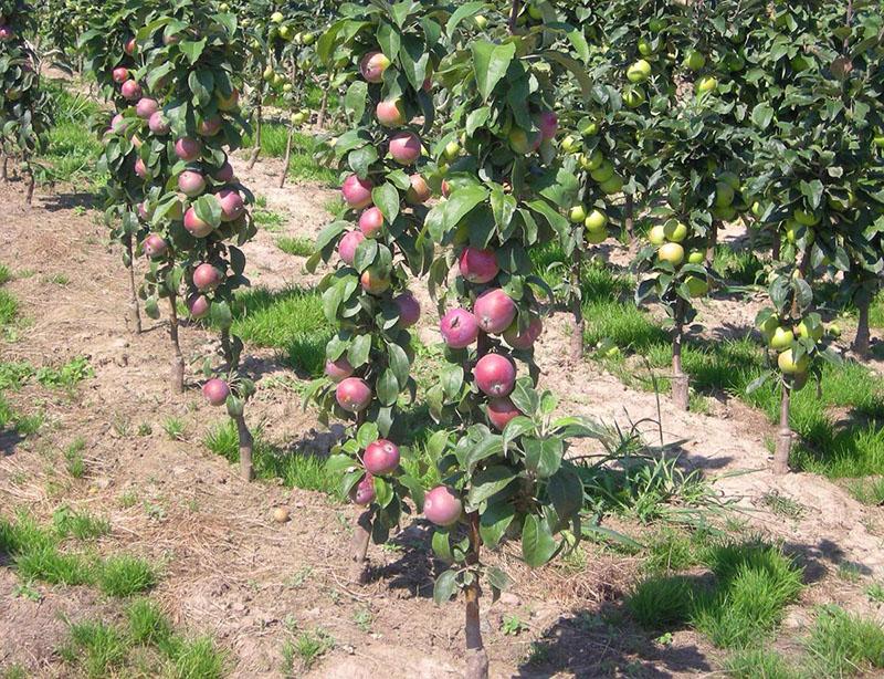 variëteiten van zuilvormige appelbomen voor de regio Moskou