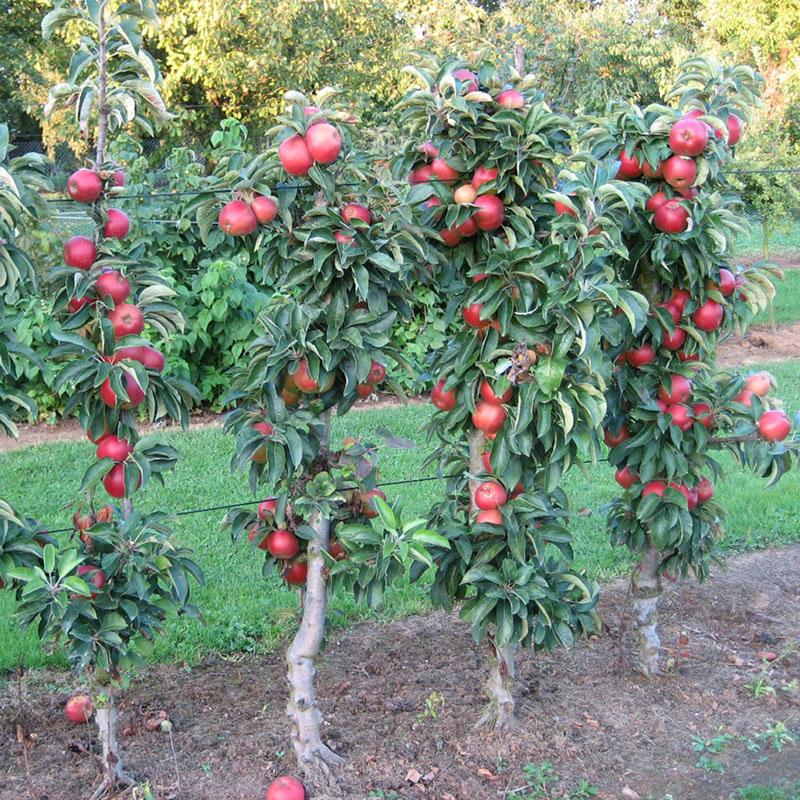 wat is het verschil tussen variëteiten van zuilvormige appelbomen?
