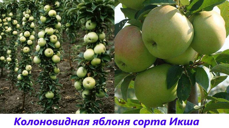 iksha appelboom
