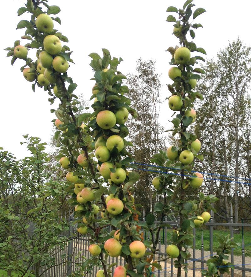 appelboom in Siberië