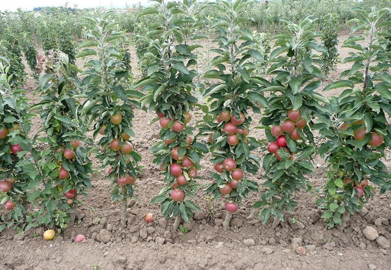 de voordelen van zuilvormige appelbomen