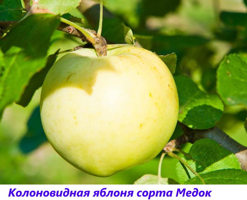honing appelboom