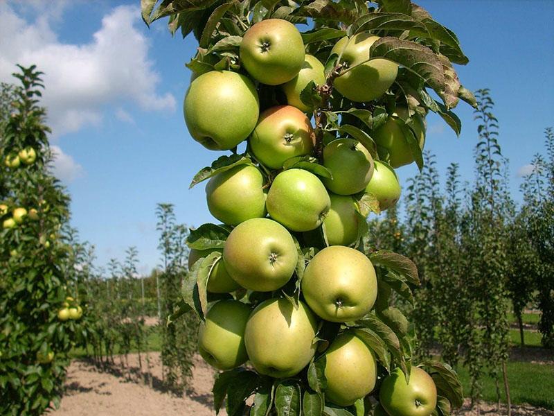 herfstvariëteiten van zuilvormige appelbomen