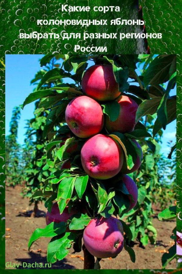 variëteiten van zuilvormige appelbomen