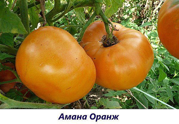 Sorta naranče Amana