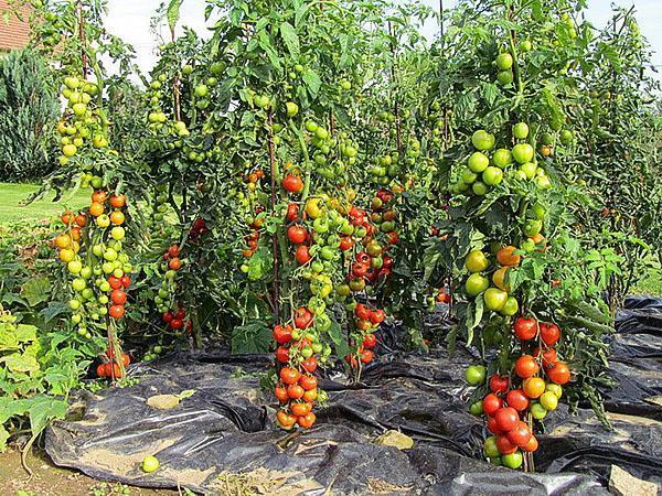 hoogproductieve tomatenrassen in het land