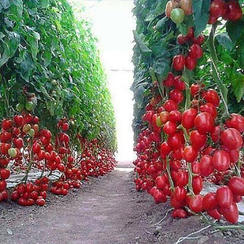 rajčice za konzerviranje
