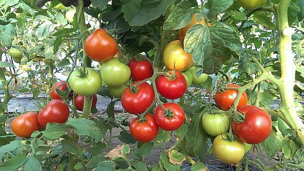 hoogproductieve tomatenrassen