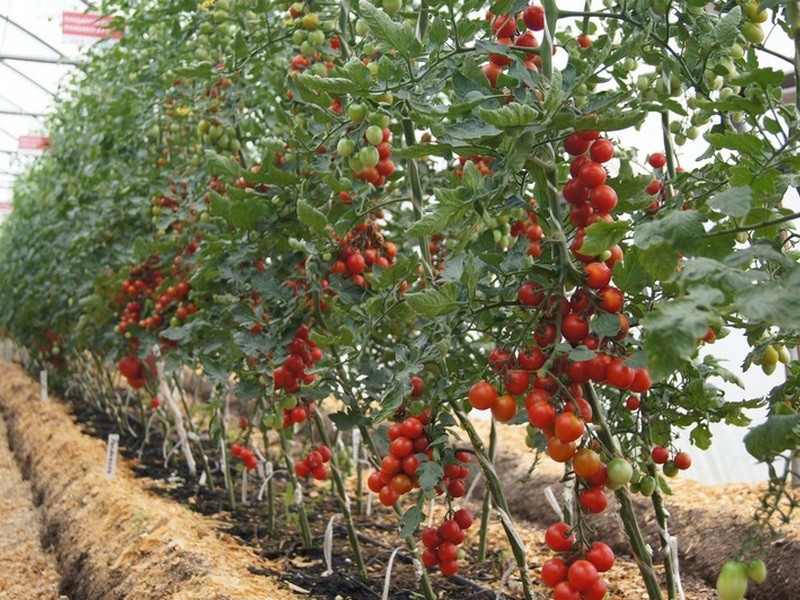 kenmerken van onbepaalde tomaten