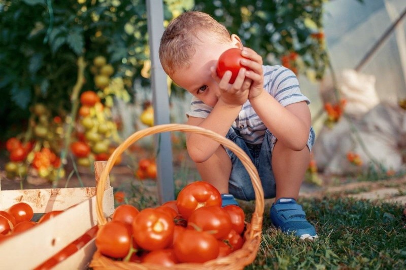 koje je rajčice bolje posaditi determinantne ili neodređene