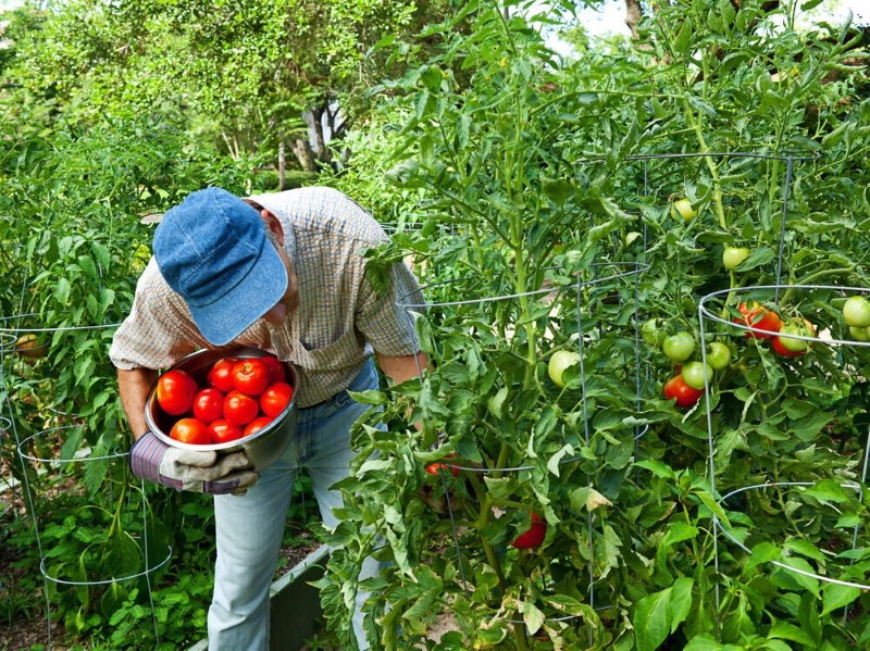 welke tomaten zijn beter bepalend of onbepaald