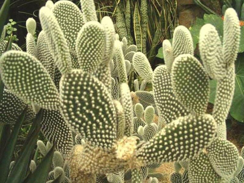bodljikave kaktuse