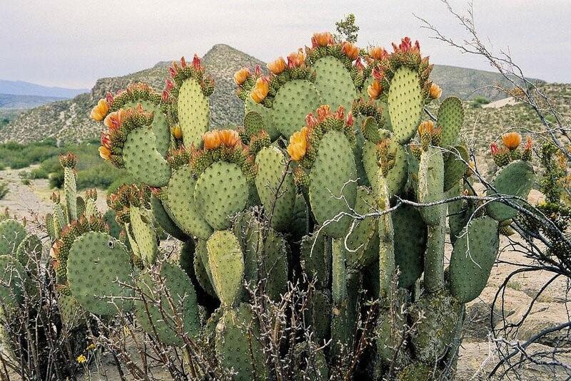 Pereskievye cactussen