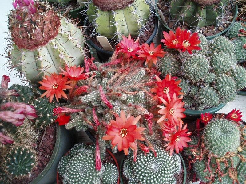Mauhy cactussen