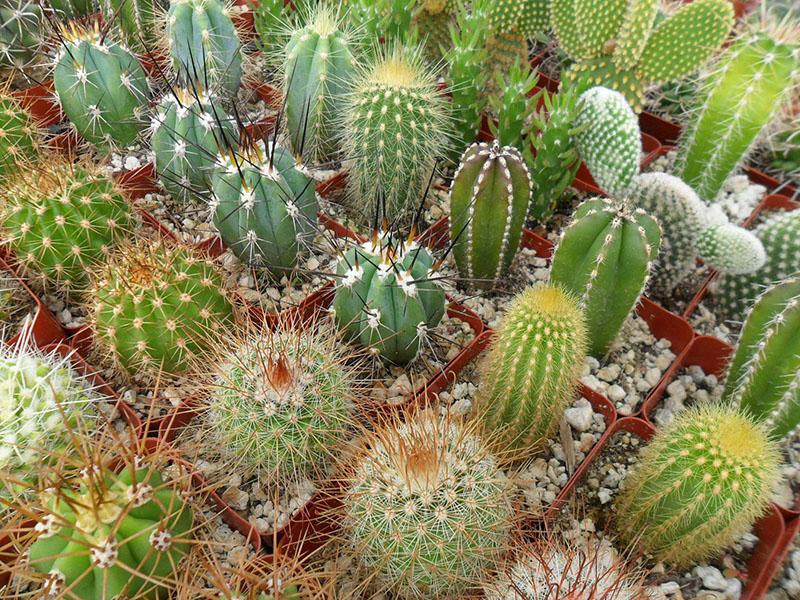 verschillende soorten en vormen cactussen