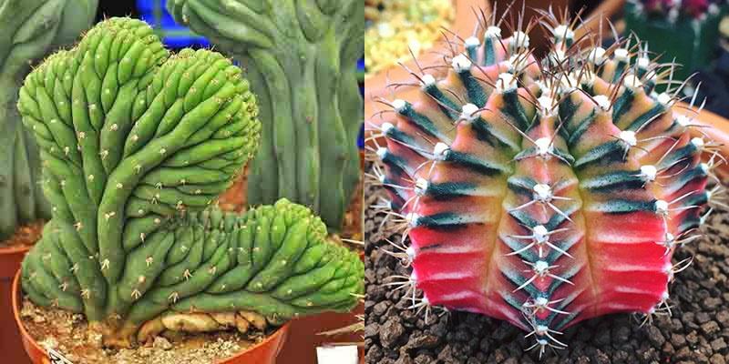 zeldzame soorten cactussen