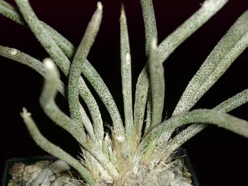 Medusakop (Astrophytum capyt-medusae)