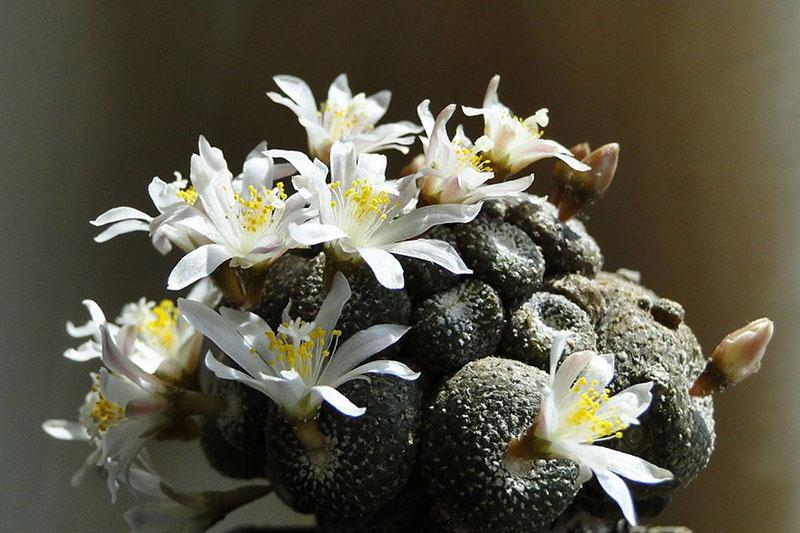 Blossfeldia-dwerg (Blossfeldia Liliputana)