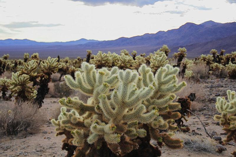 pustinjske vrste kaktusa