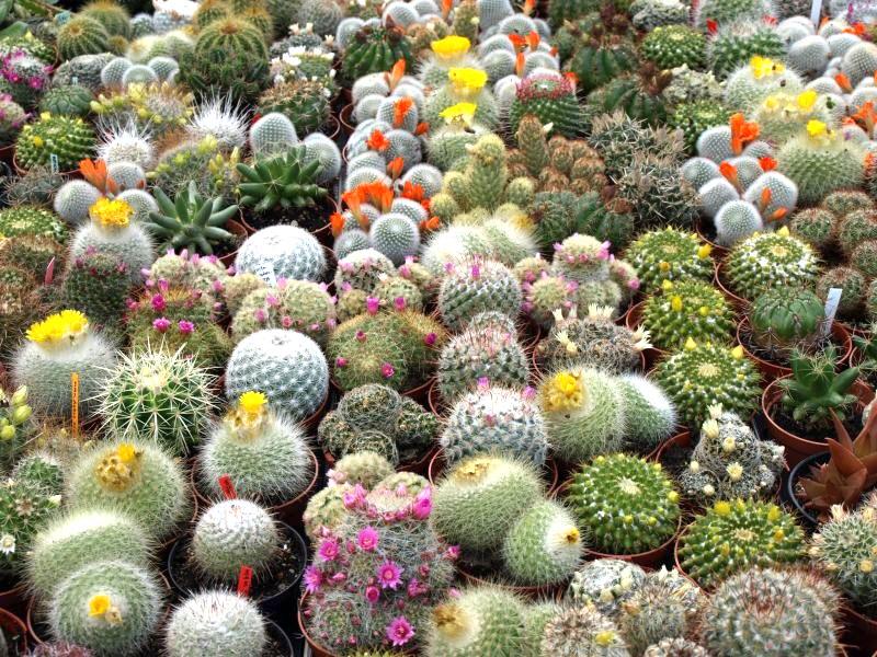 soorten cactussen wijdverbreid in Europa