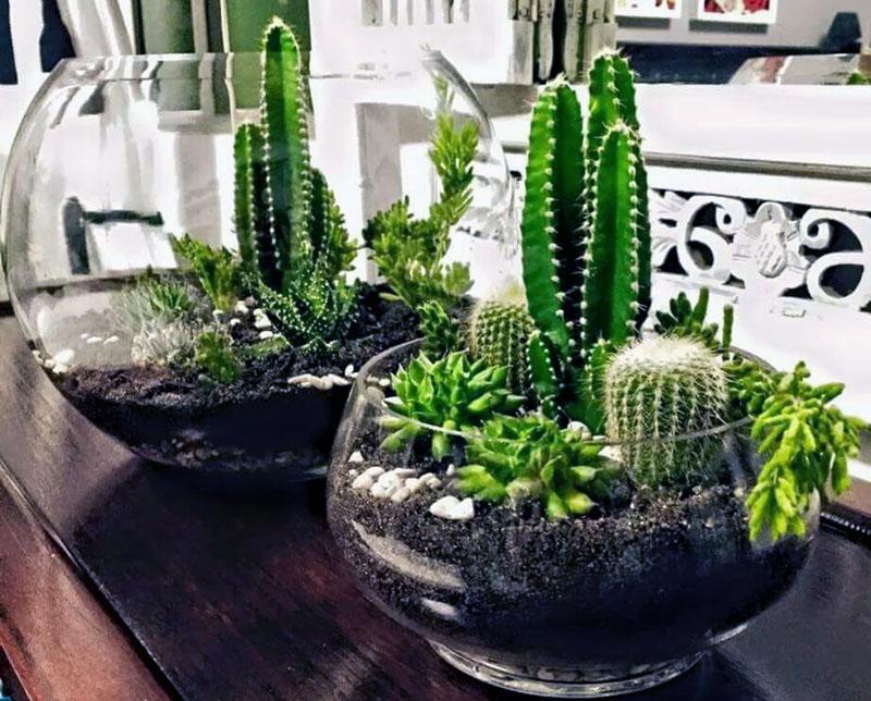 cactussen voor thuiskweek