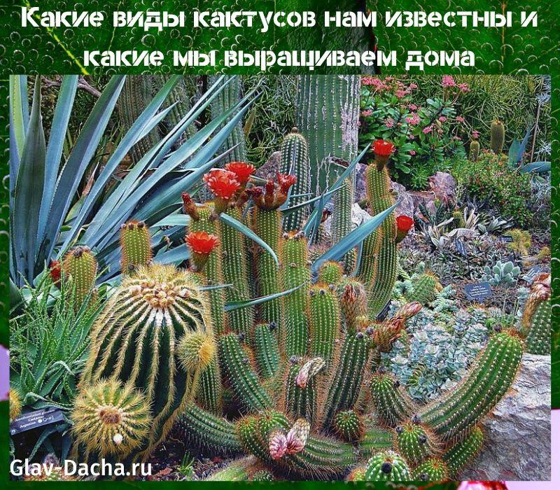soorten cactussen