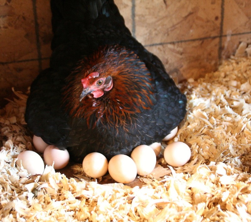 welke eieren onder de kip leggen?