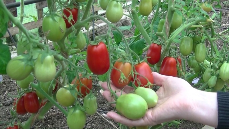 raketa grm rajčice