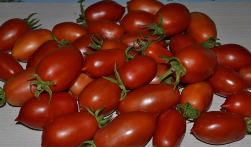 Prednosti i nedostaci rakete od rajčice