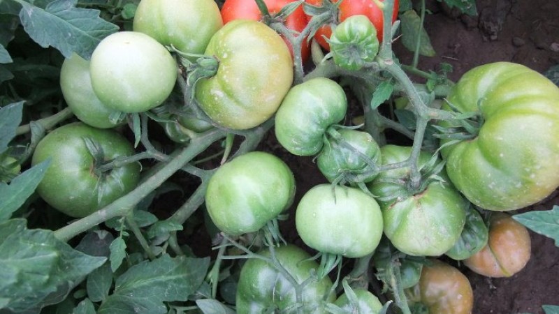kolchoz tomatenstruiken