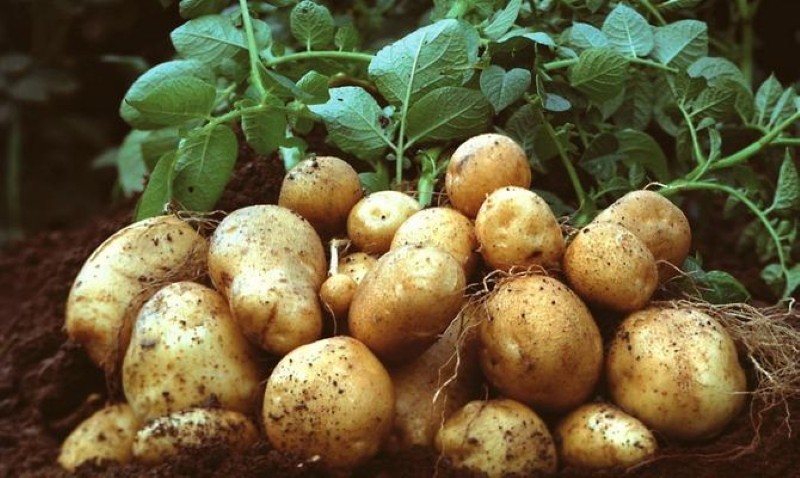 beschrijving van de aardappellelie: