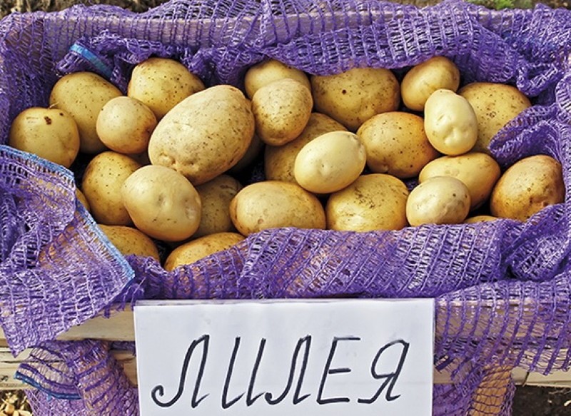 aardappel variëteit lelie