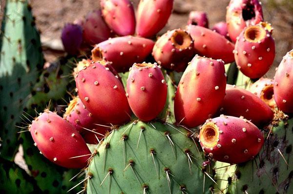 opuncija plod kaktusa