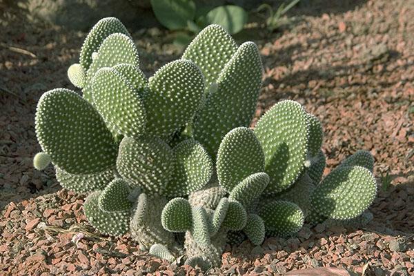 cactusvijgcactusolie