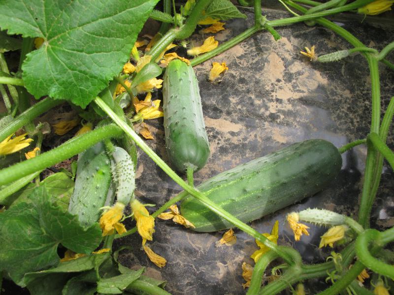 voor- en nadelen van komkommer hector