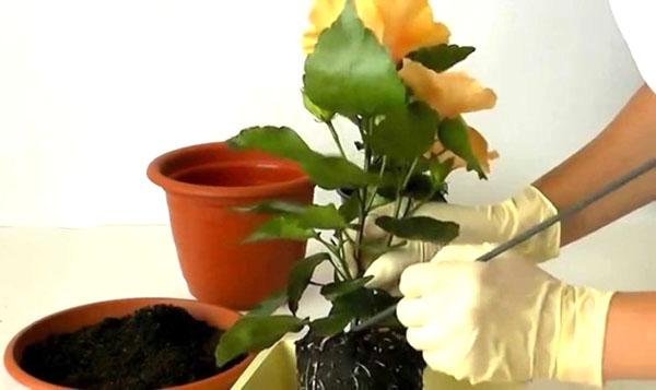 Een bloem verplanten in een ruime pot