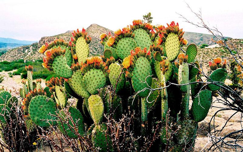cactusvijg in de natuur