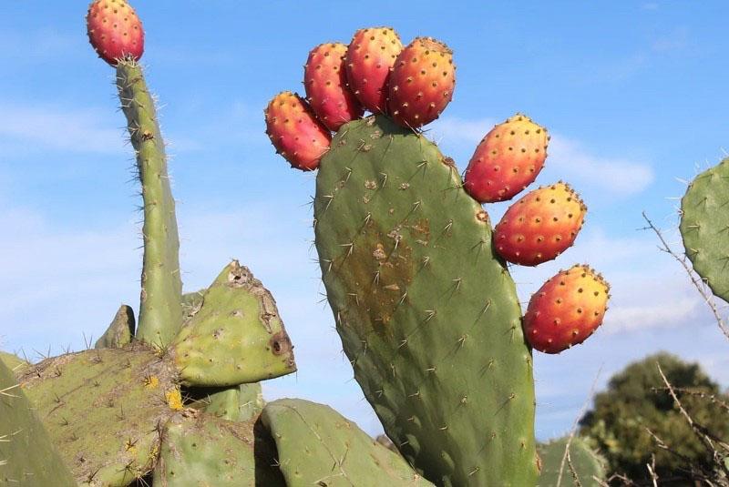 cactusvijg tegen zwaarlijvigheid