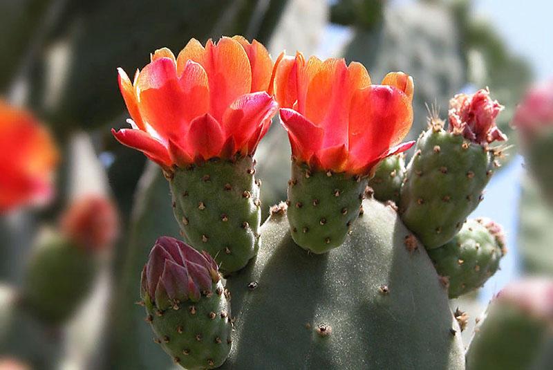 bloeiende cactusvijgcactus