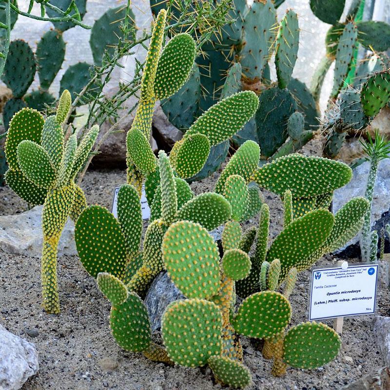 cactusvijg groeien