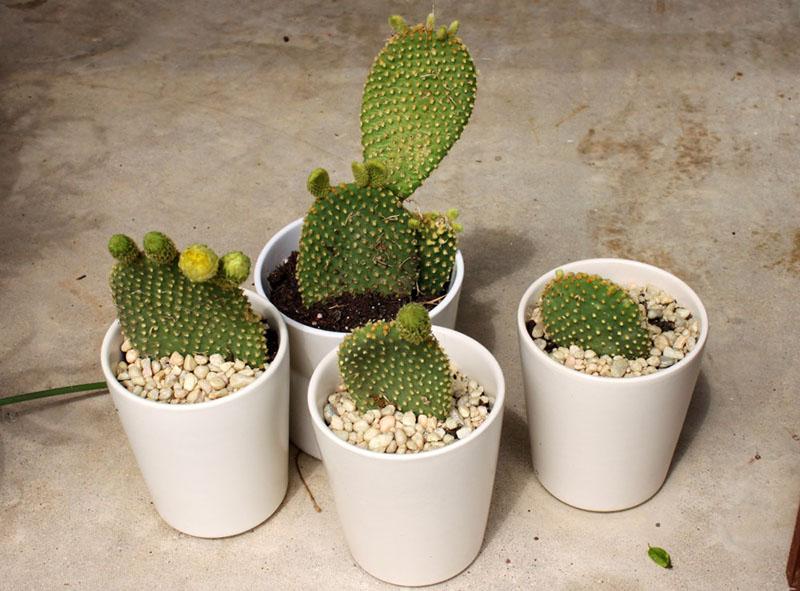 vermeerdering van cactusvijgcactus