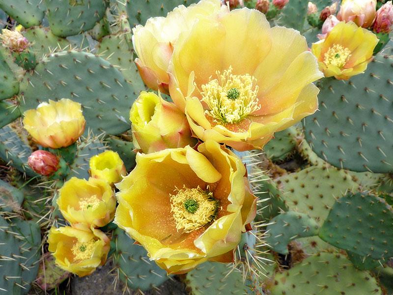 prachtige cactus cactusvijg