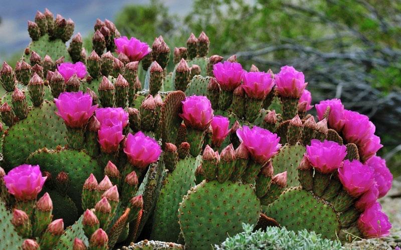 soorten cactusvijgcactus in de natuur