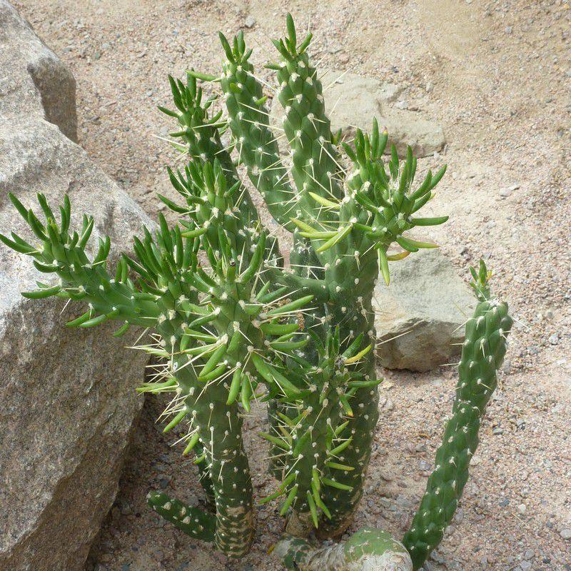 cactusvijg subulata