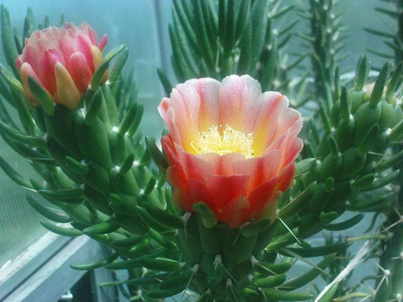 cactusvijg subulata bloeit