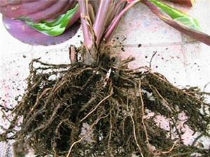 Gebruik voor het verplanten van planten een speciale grond.