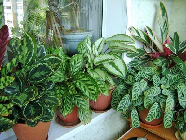 Verschillende soorten calathea in huis