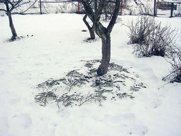 eerste sneeuw in de tuin