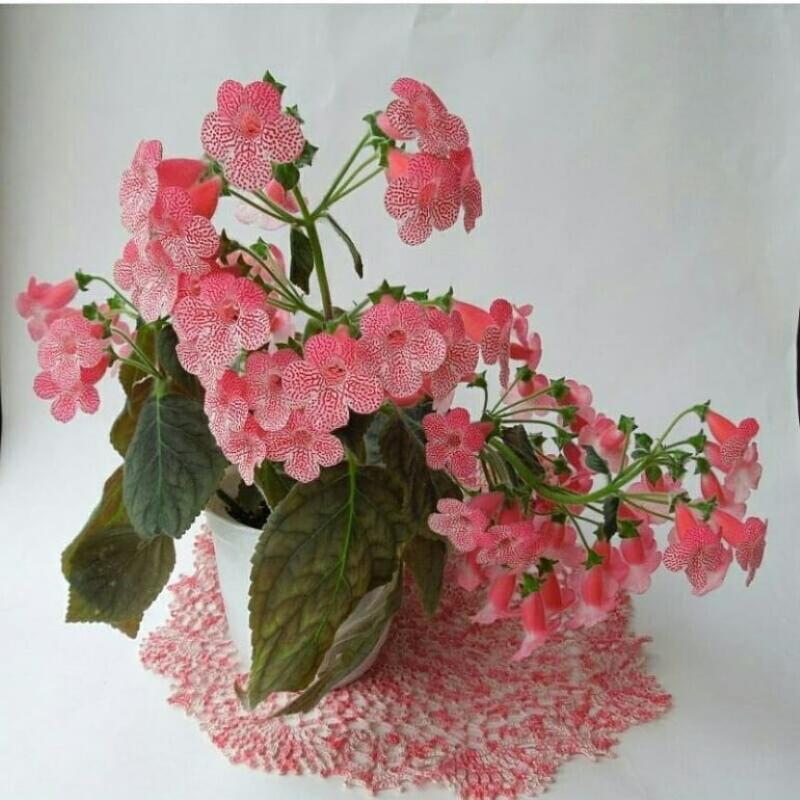kaleria roze
